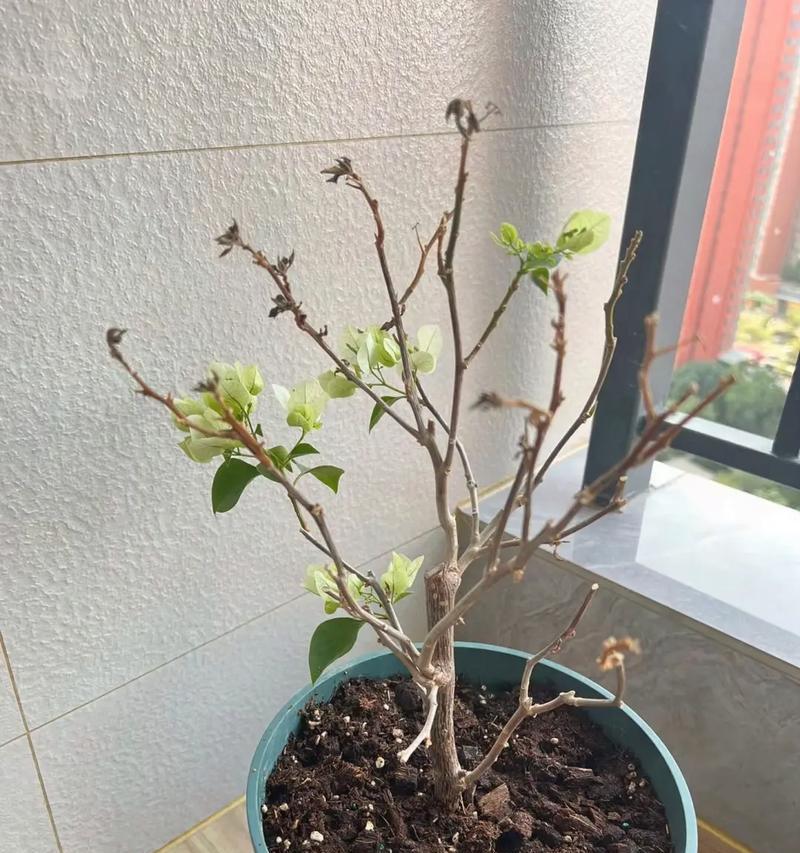 枯萎的花代表什么含义？如何解读其背后的信息？