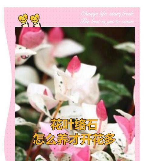 哪些花象征着婚姻？它们的花语是什么？