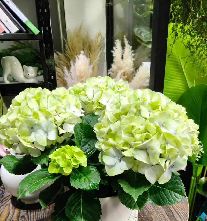 哪些花象征着婚姻？它们的花语是什么？