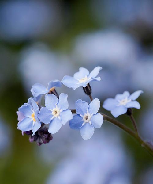 蓝色花象征人生的花是什么？