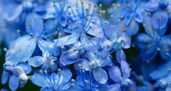 蓝色花象征人生的花是什么？