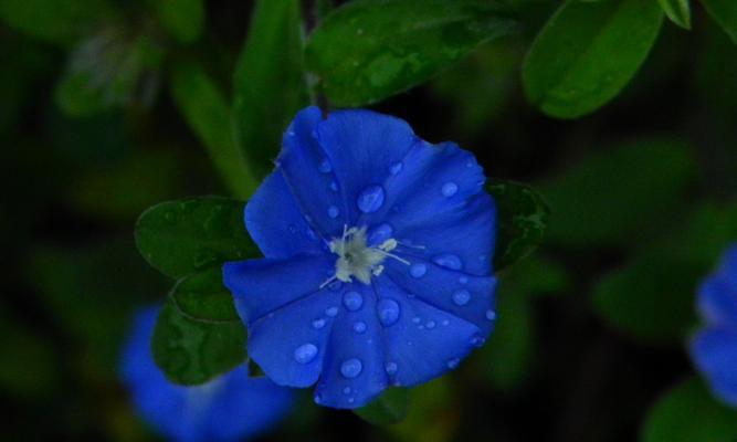 蓝色花象征人生的花是什么？