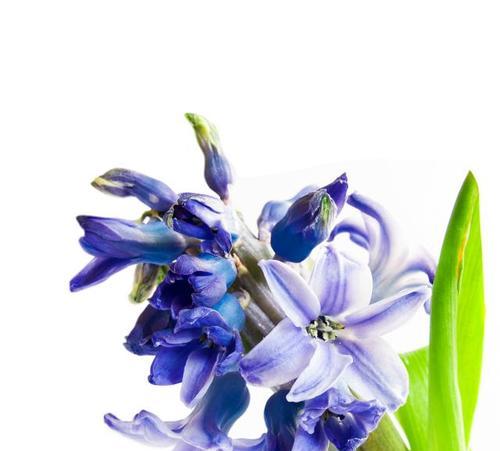 春节期间蓝色花朵象征着什么？