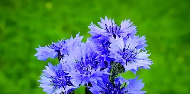 春节期间蓝色花朵象征着什么？