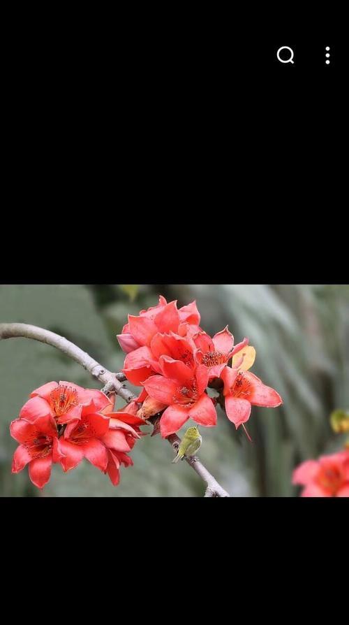 白色木棉花的花语象征意义是什么？