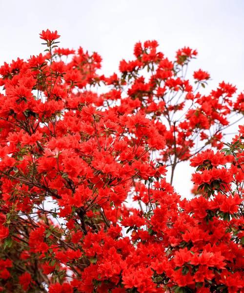 杜鹃花的花语是什么意思？它象征着什么？