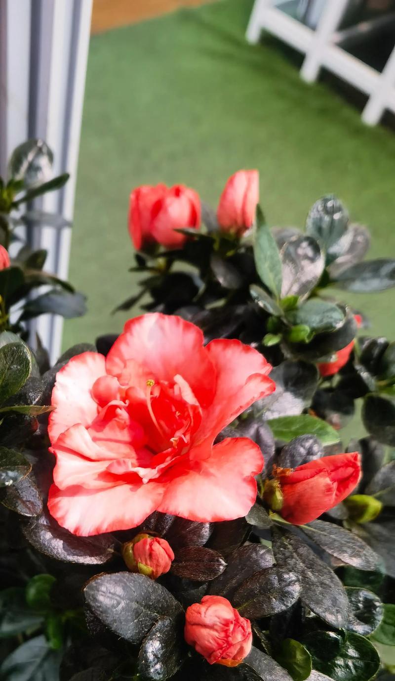 杜鹃花的花语是什么意思？它象征着什么？