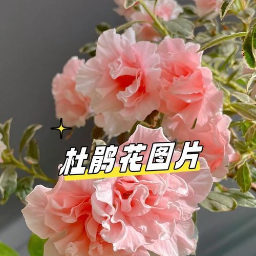 杜鹃花的花语是什么意思？它象征着什么？