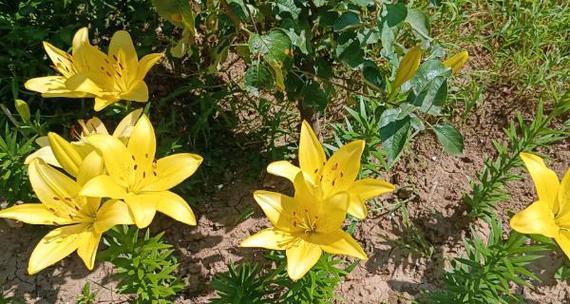 黄百合花语有何寓意？黄百合象征着什么？