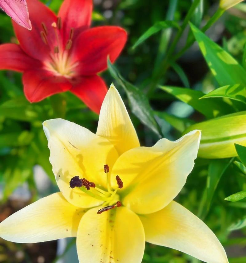 黄百合花语有何寓意？黄百合象征着什么？