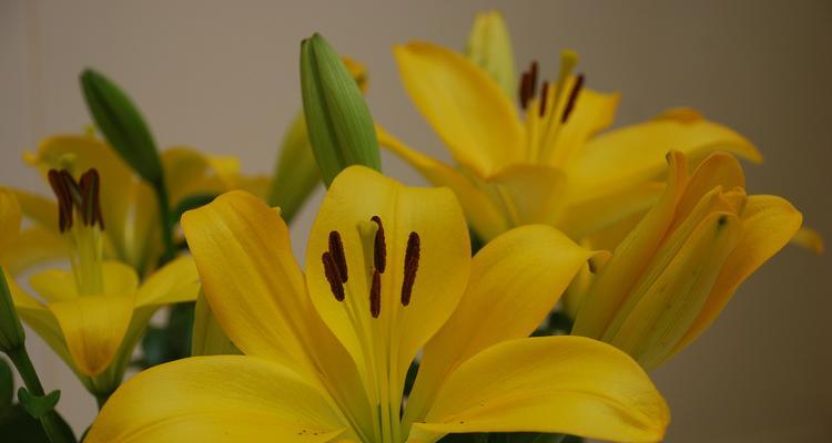 黄百合花语有何寓意？黄百合象征着什么？