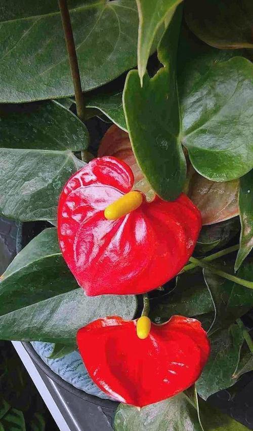 转运花有哪些？花语与运势