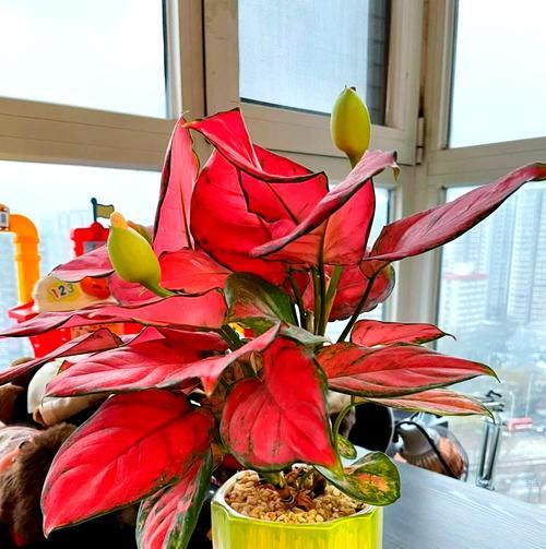 转运花有哪些？花语与运势