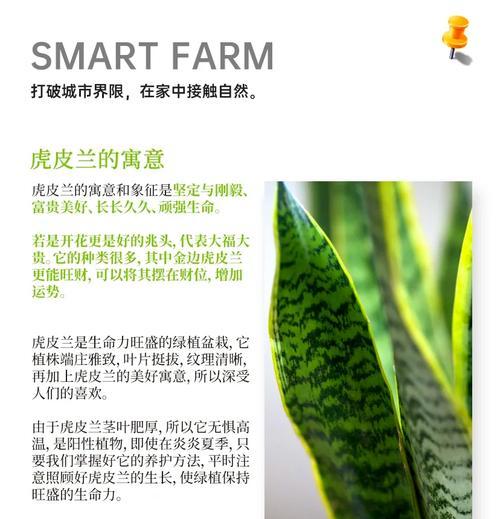 转运花有哪些？花语与运势
