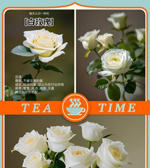 白玫瑰花象征纯洁还是友情？送白玫瑰的意义何在？