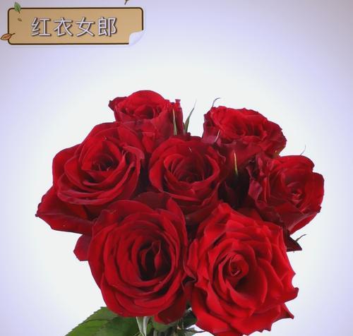 花杆红色代表什么？它有哪些象征意义？