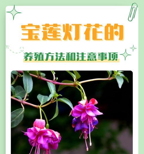 罕见花卉的特殊含义是什么？