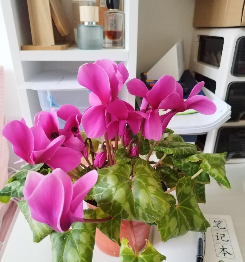 花型摆件的寓意是什么？如何选择合适的花型摆件？