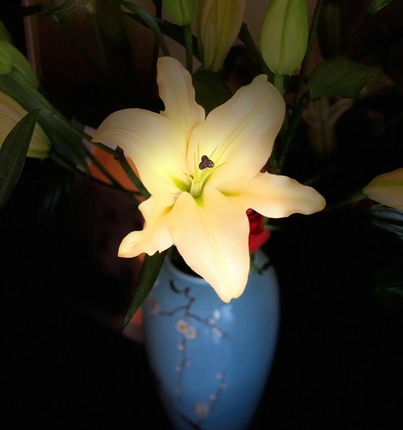 它们的花语是什么？胜利的花象征全解析！