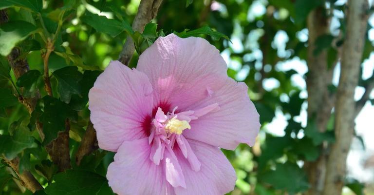 它们的花语是什么？胜利的花象征全解析！