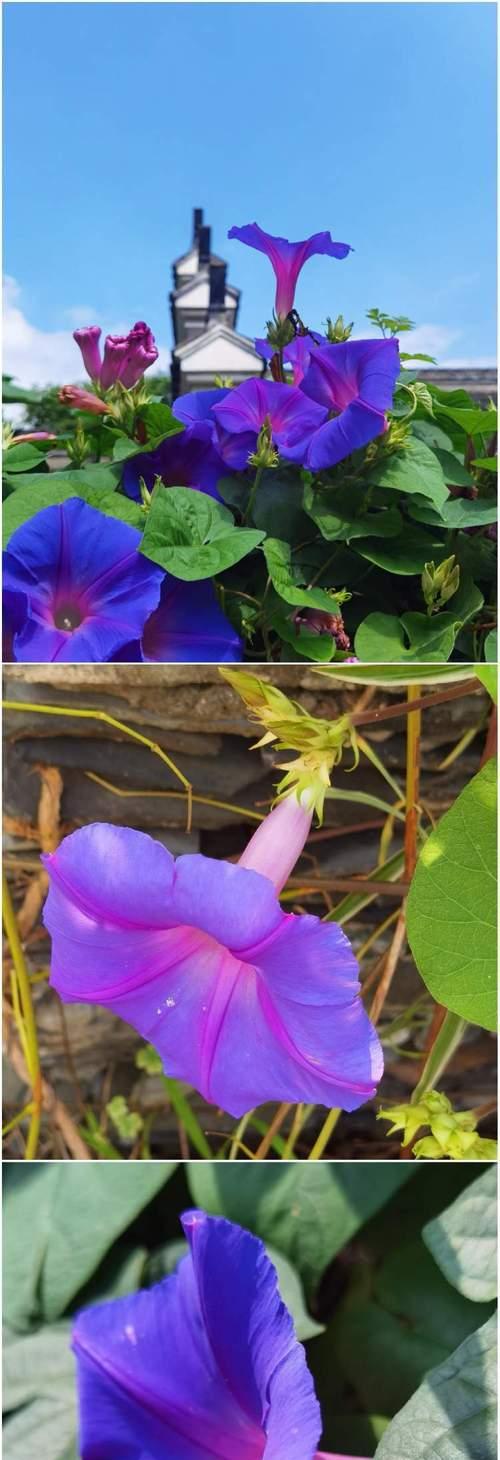 哪些花象征单纯的爱情呢？哪种花最能代表纯真的爱情？