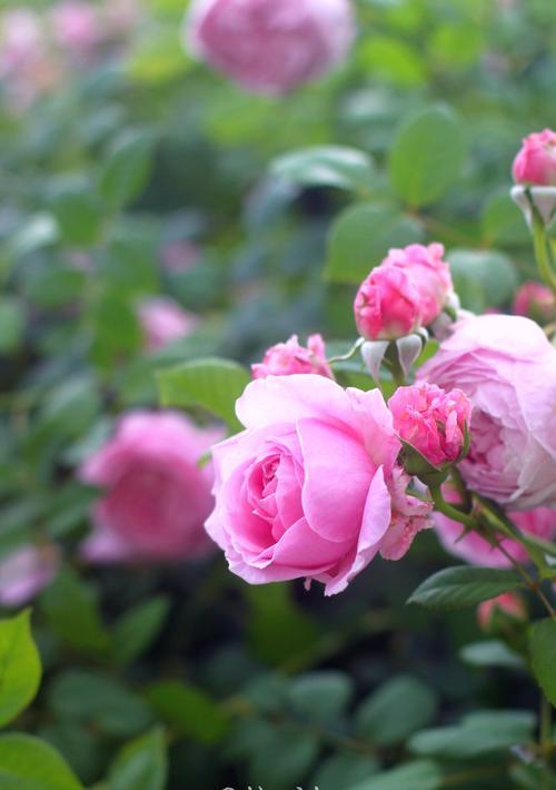 自由开心的花有哪些？花卉如何代表自由与快乐？