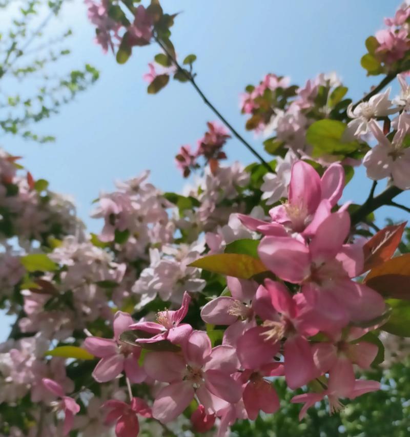 自由开心的花有哪些？花卉如何代表自由与快乐？