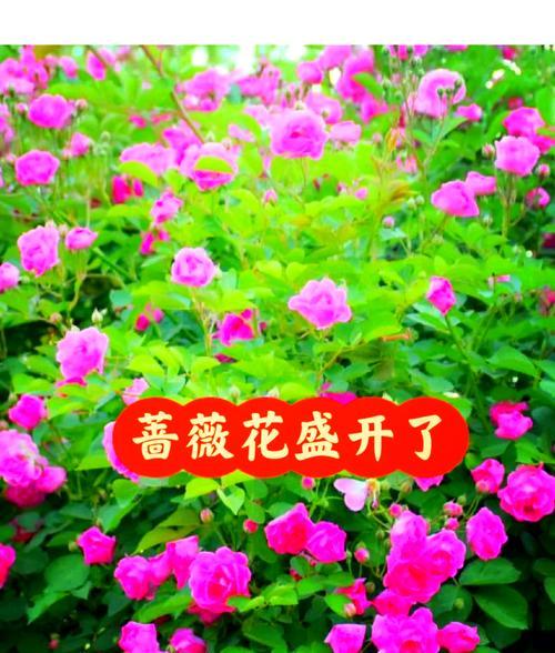绿色花象征自由？这些花各自有何含义？