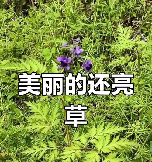 绿色花象征自由？这些花各自有何含义？