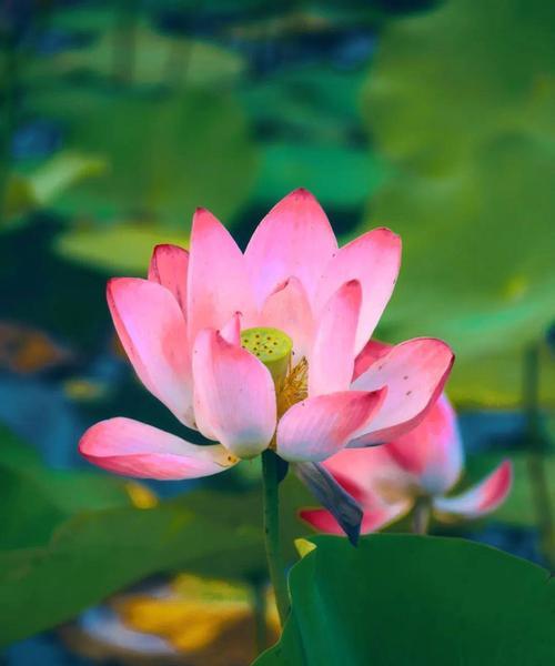 绿色花象征自由？这些花各自有何含义？