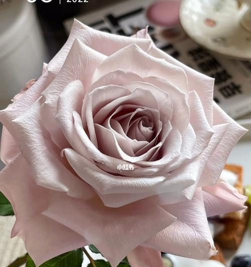 酸奶花代表的含义是什么？酸奶花在花语中象征着什么？