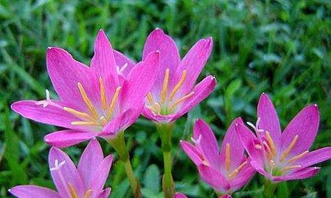 酸奶花代表的含义是什么？酸奶花在花语中象征着什么？