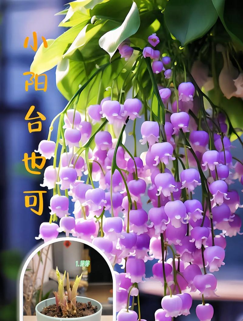 盘花的寓意和象征是什么？