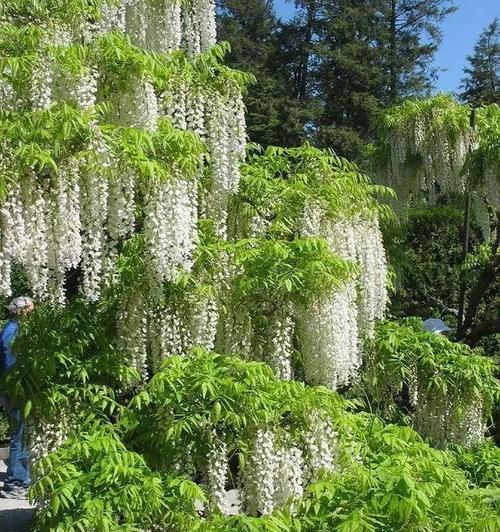 泪漪花涟代表什么意义？泪漪花涟在花语中象征了什么？