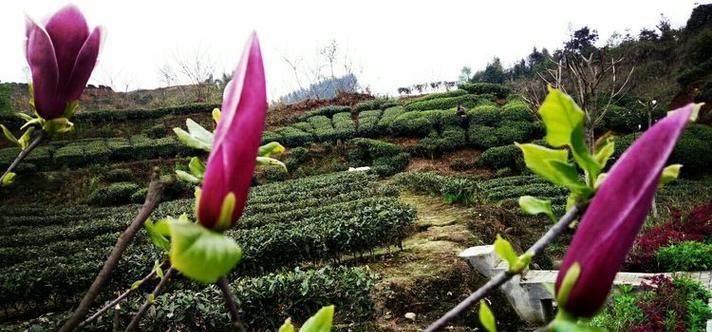 泪漪花涟代表什么意义？泪漪花涟在花语中象征了什么？