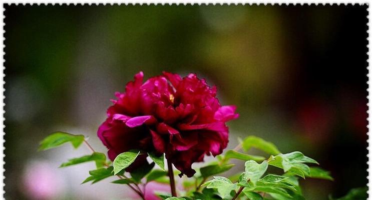 泪漪花涟代表什么意义？泪漪花涟在花语中象征了什么？