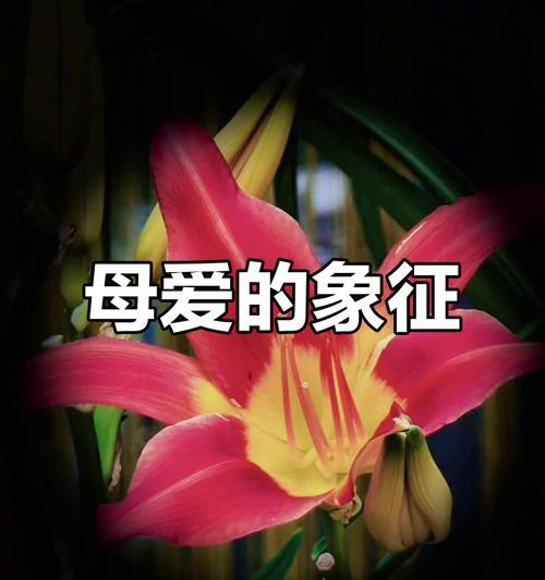 母爱象征的花卉叶子是什么？
