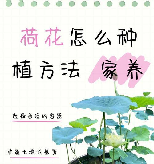 荷花与哪种花搭配有特别的花语？荷花搭配花的花语是什么？