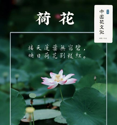 荷花与哪种花搭配有特别的花语？荷花搭配花的花语是什么？