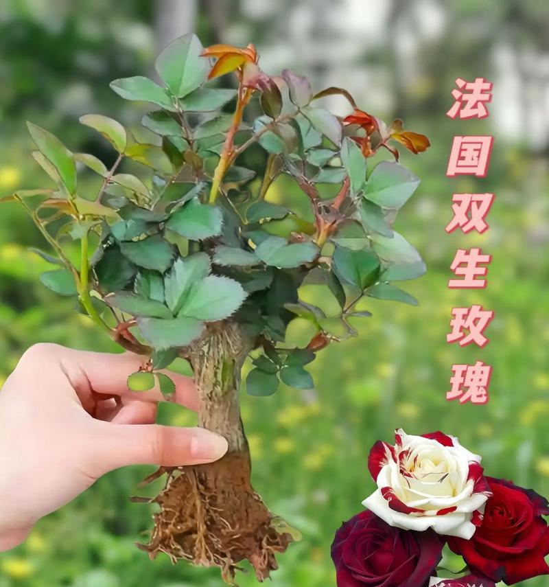 颜色玫瑰花的含义是什么？不同颜色玫瑰代表什么？