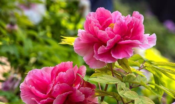 花梅在花卉文化中的象征意义是什么？