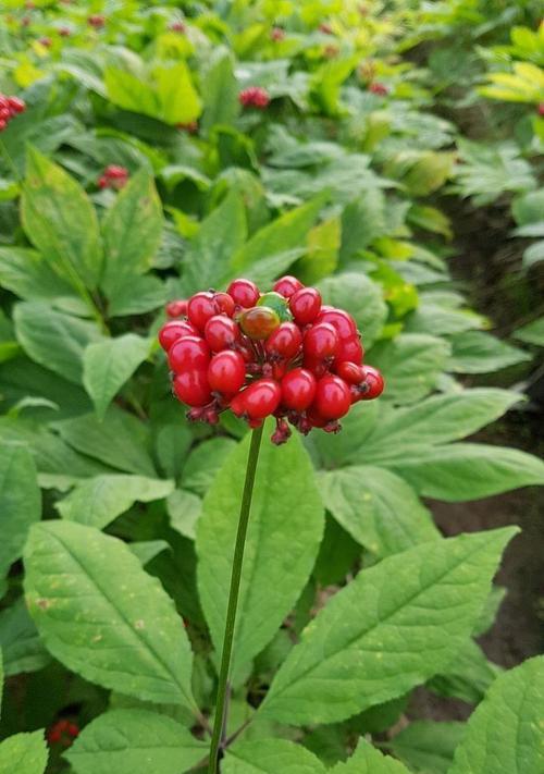 红参花象征意义何在？代表了哪些文化含义？