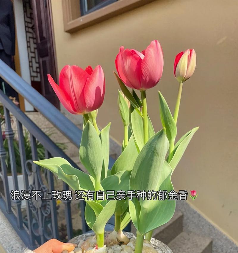 春节郁金香花语（春节郁金香花语的深意与文化内涵）