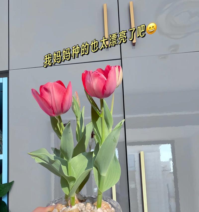 春节郁金香花语（春节郁金香花语的深意与文化内涵）