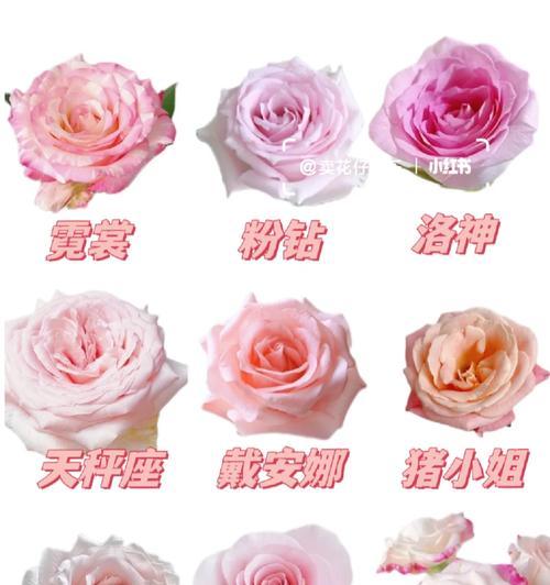 粉佳人玫瑰的象征意义与魅力（一朵芬芳的玫瑰，无限的情感延伸）