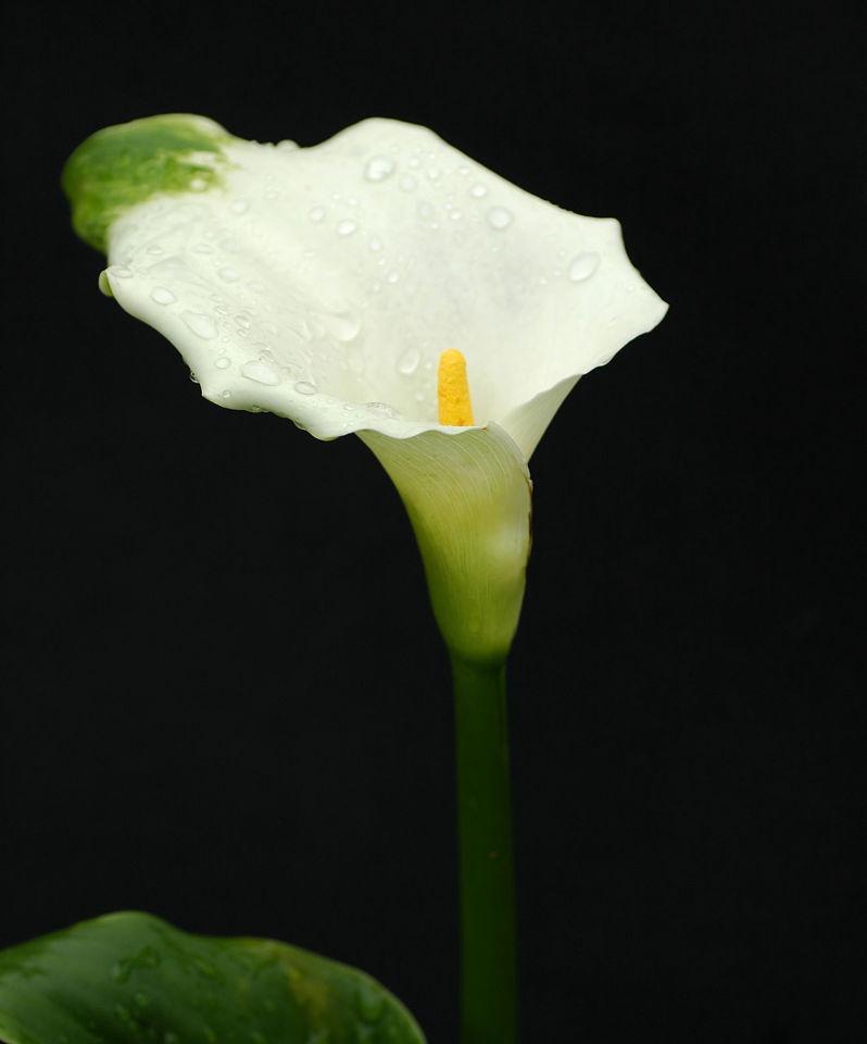 白色马蹄莲花的深刻含义（探寻白色马蹄莲花的优雅之美）