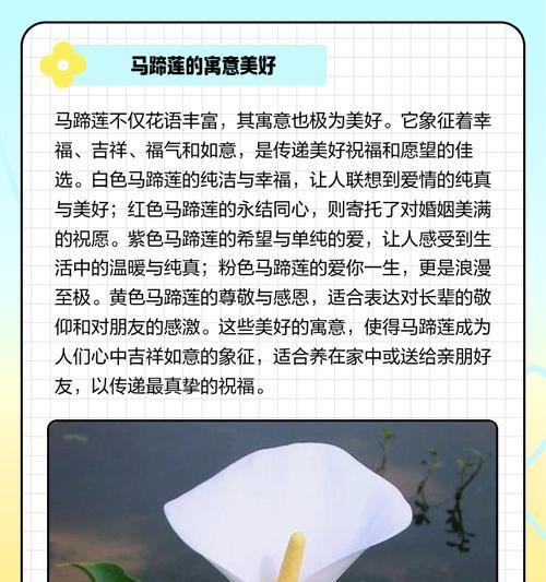 白色马蹄莲花的深刻含义（探寻白色马蹄莲花的优雅之美）