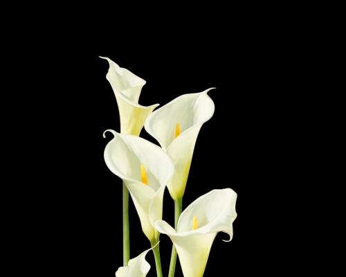 白色马蹄莲花的深刻含义（探寻白色马蹄莲花的优雅之美）
