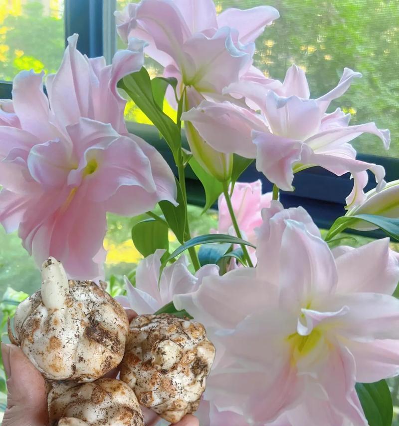 百合花的象征意义（揭示百合花在不同文化中的象征内涵）