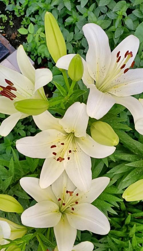 百合花的象征意义（揭示百合花在不同文化中的象征内涵）